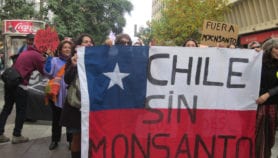 农民的权利“受到智利的孟山都法案危险”“class=