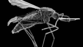 户外蚊子陷阱使用人类气味作为诱饵