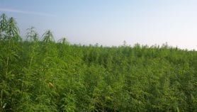 巴拉圭otorga licencias para producir cannabis medicinal