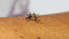 RespassighaciónSobre蚊子Transgénicosen el foco de lapolémica