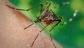 guíade oms actureiza riesgos y ventajas de Mosquitostransgénicos