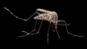 Acciones ciudadanas pueden prevenir el Zika en Centroamérica