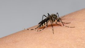 Dengue avanza en Brasil en áreas que estaban “protegidas”