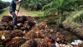 印度尼西亚生物燃料补贴可能会加速森林的减少