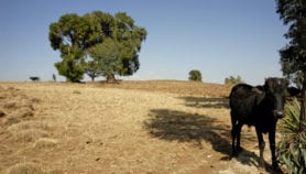 水土流失可能对全球粮食安全构成威胁