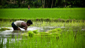 孟加拉国的稻农利用地下水库的