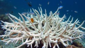 珊瑚礁的漂白后能迅速恢复