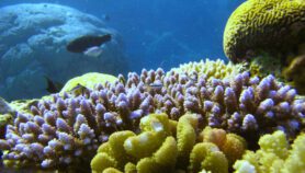 珊瑚礁生物多样性有助于濒临灭绝的珊瑚生存