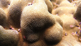 鉴定出海洋变暖的珊瑚物种
