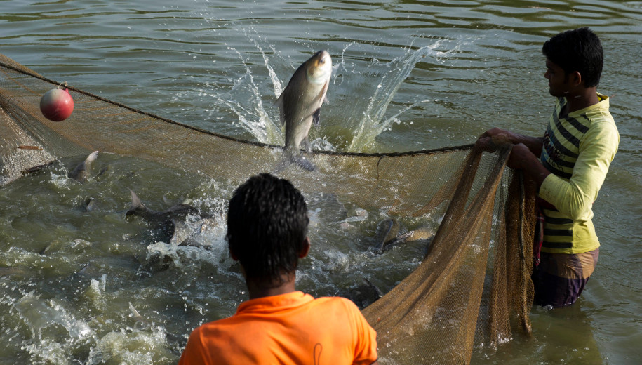 孟加拉国的鱼类收获