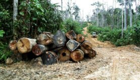 恢复热带森林的应对气候变化