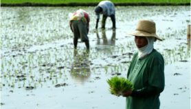 South-East Asian rice bowl depleting fast – analysis
