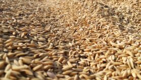 米糠油的绿色行业解决方案