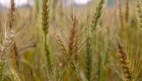 Scientists develop wheat types to resist heat, drought