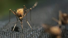 灭蚊药“减少疟疾的儿童”