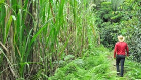 巴西转基因甘蔗煽起争议