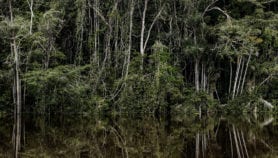 Legal tweak could wreck Amazon forest