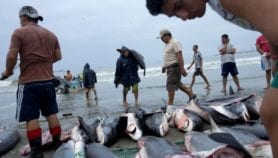 Official figures gravely underplay fish catch
