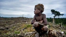 Climate finance failing on forest protection