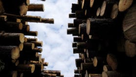 Doubt cast on partial logging’s climate mitigation role