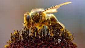 科学家说,蜜蜂提高巴西的森林恢复