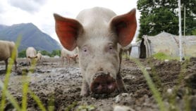 抗生素在动物饲料的弊病