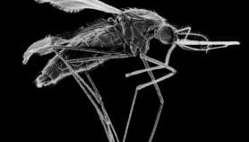 在非洲新的疟疾蚊子可能大规模暴发