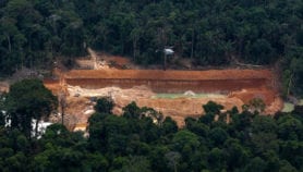 巴西驱动在全球森林损失中增加
