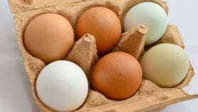 保护bio-shell可以延长鸡蛋货架期