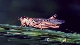 East Africa’s operation locust swarm“class=