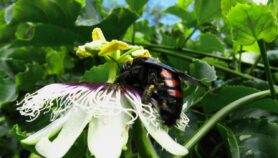 蜜蜂损失了南半球粮食作物面临风险