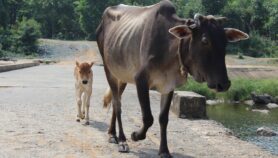 牛粪火灾与黑色的真菌流行India