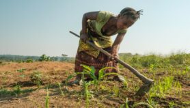 Invest in research to save Africa’s agriculture