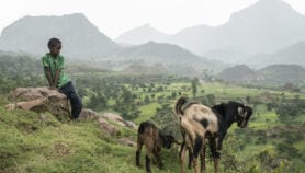 丢失的牲畜数据在非洲的影响