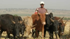 Farmer-herdsmen冲突与气候变化有关