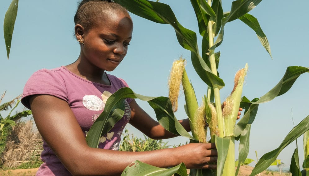 玉米Yangambi附近,刚果民主共和国。