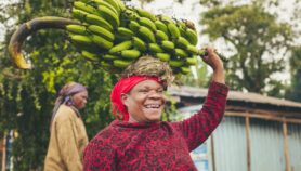 工程未来非洲的香蕉